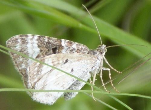 Epirrhoe alternata